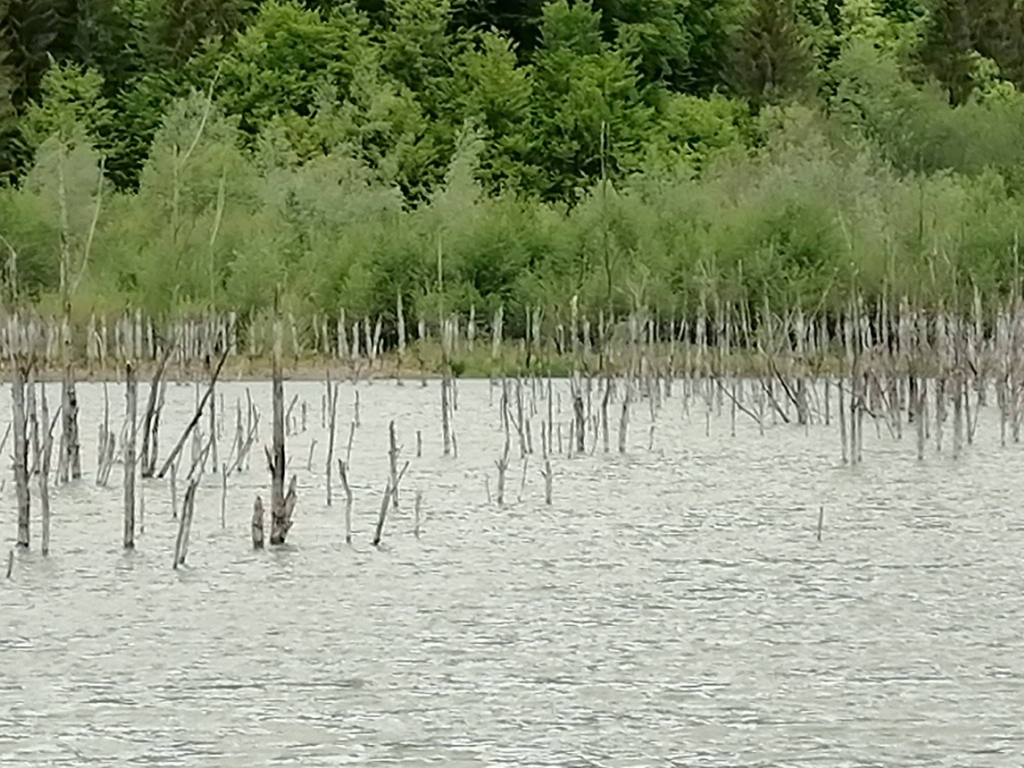 Lacul Cuejdel
