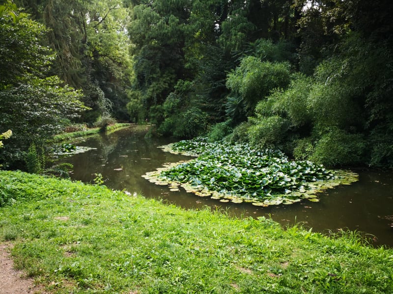 Arboretumul Simeria